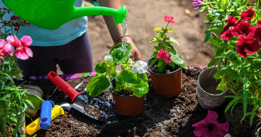 Hard Water, Soft Water, Rainwater: What’s Best for Your Garden?